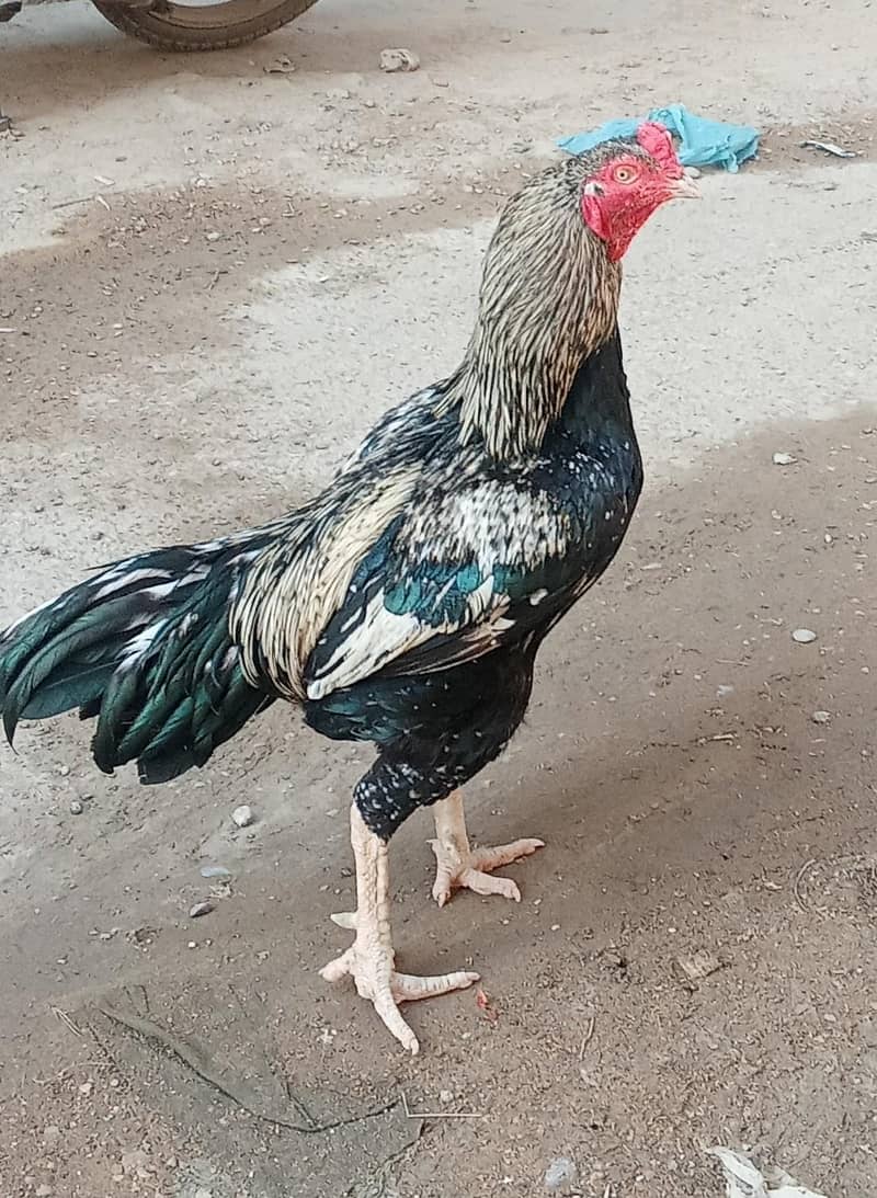 ASEEL BLACK  JAVA  8,000 3