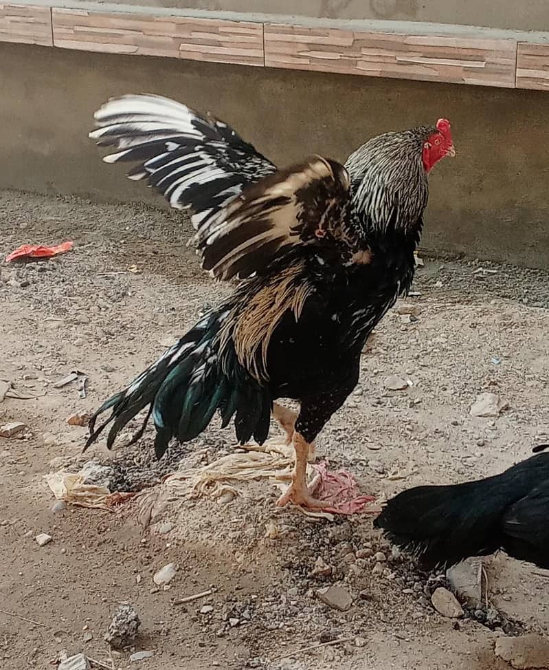 ASEEL BLACK  JAVA  8,000 4