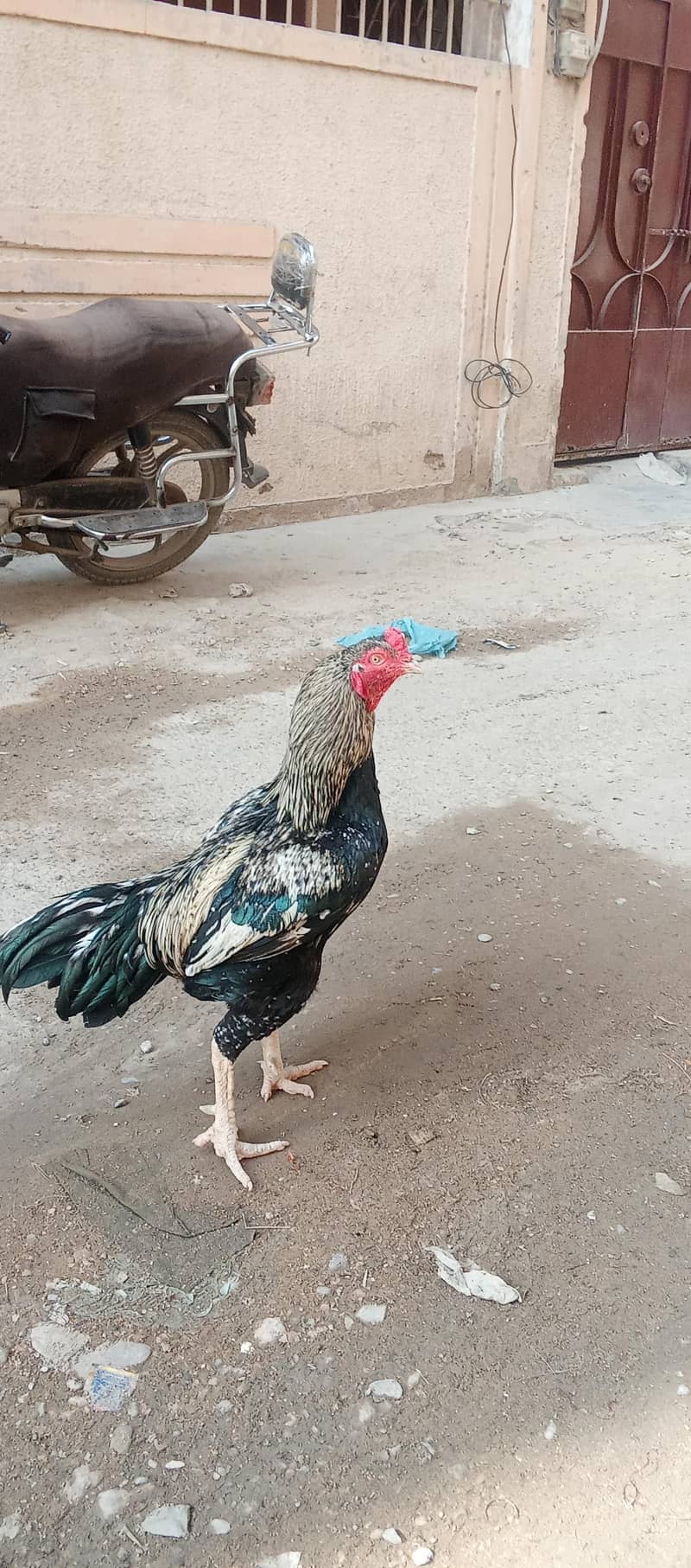 ASEEL BLACK  JAVA  8,000 5