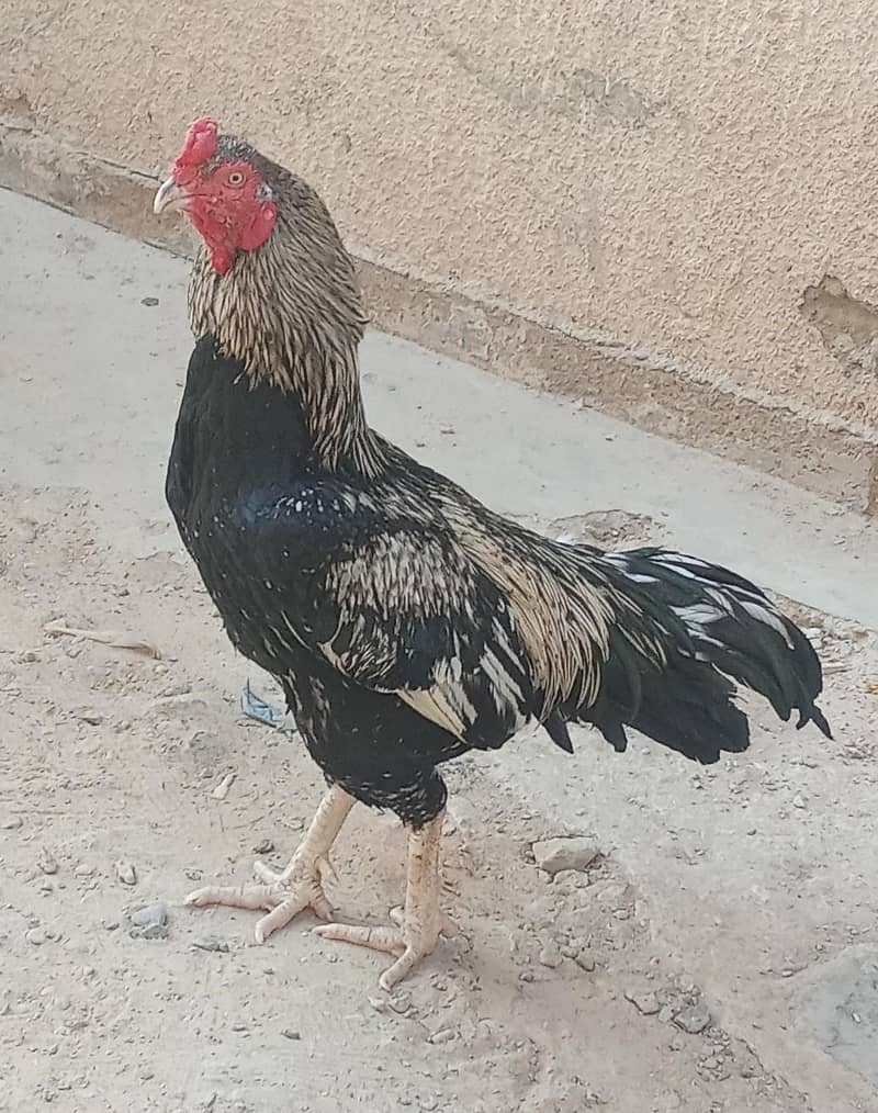 ASEEL BLACK  JAVA  8,000 7