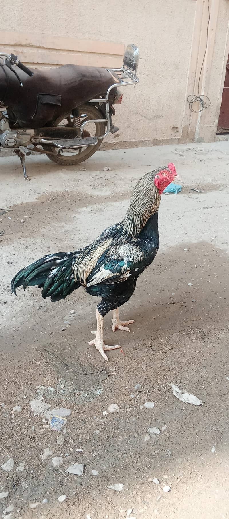 ASEEL BLACK  JAVA  8,000 8