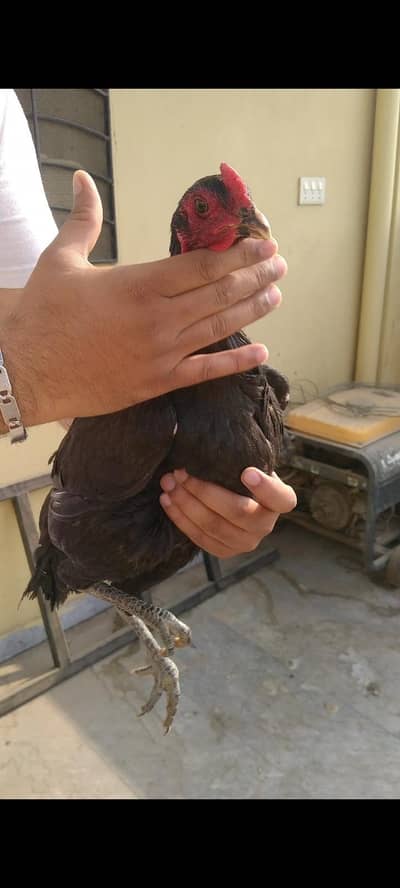 Dragon+ Burmi Madi Andy de rai