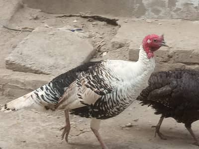 turkey pair in lahore for sale