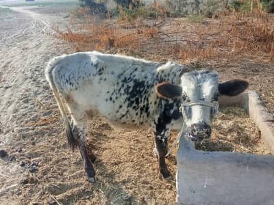 cow for sale in jhang Tehsil 18 hazari