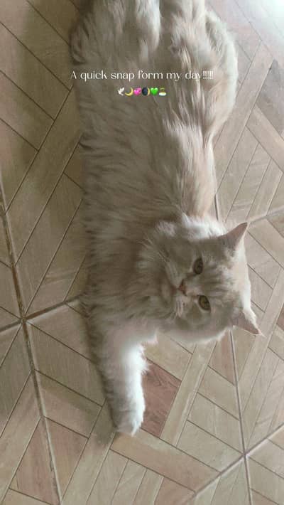 Male cat for urgent sale sadiqabad rahimyarkhan