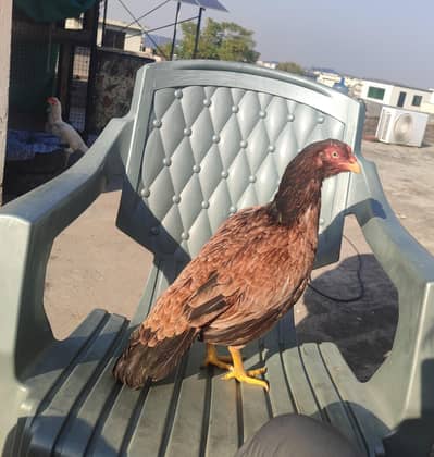 High Qulaity Lakhi Madi