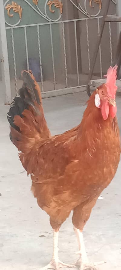 Yung Desi healthy active morga