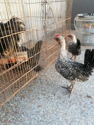 Pure Egyptian Fyumi | Black Blue bantam G-9/4