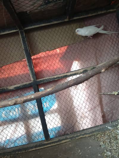 3 red eyes budgie parrot 1 pair  one male