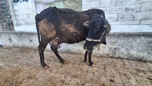 Taza Soe Cow 03005394261