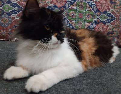 calico female urgent sale