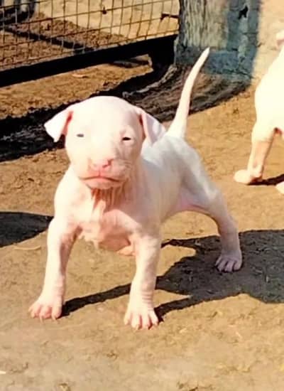 Kohati Gultair A plus Quality