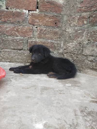 German shepherd long cot