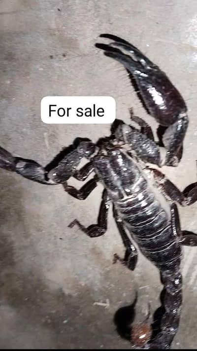 For sale now in cheap