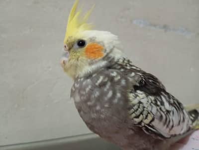 tammed female cockatiel (pied-pearl)