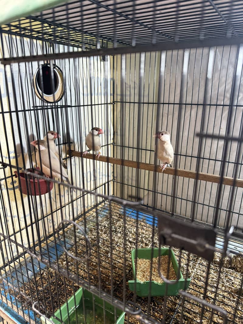 Fawn java female good size 0