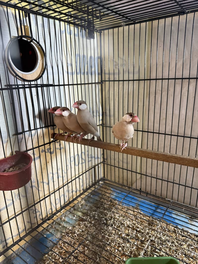 Fawn java female good size 2