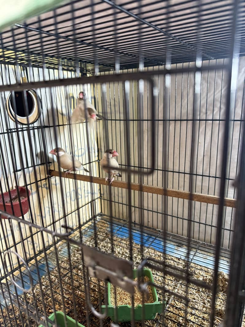 Fawn java female good size 3