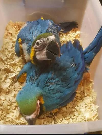 blue Macaw parrot checks for sale 0327/6760/726