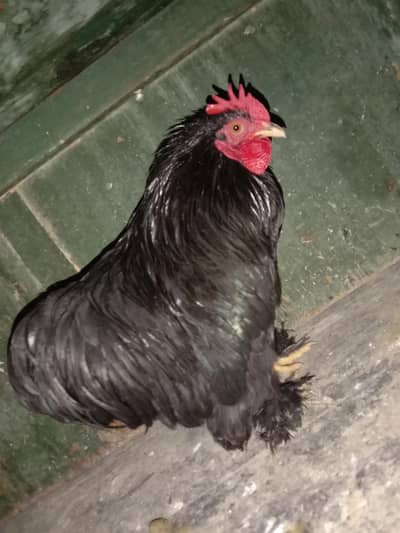 Black BANTAM