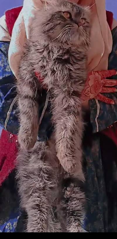 12000 Male triple coat cat