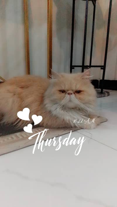 Peki Male Cat Available for Mating