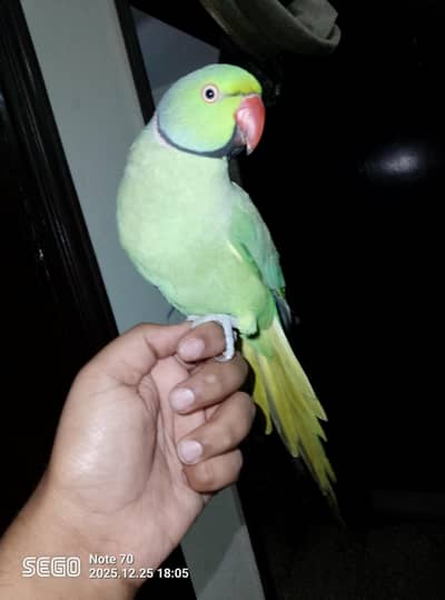 handtamed and talking male