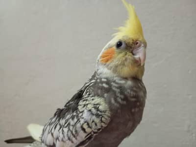cockatiel tamed