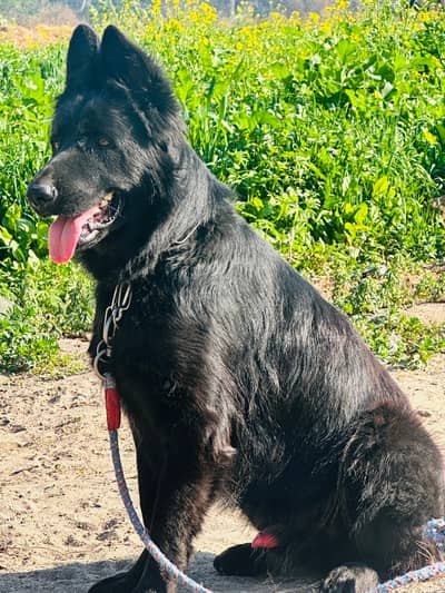 Balck Belgium shepherd