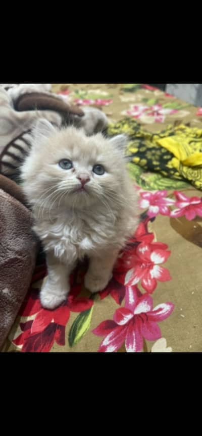 Kittens | Perisan Kittens | Triple Coated Kittens For Sale