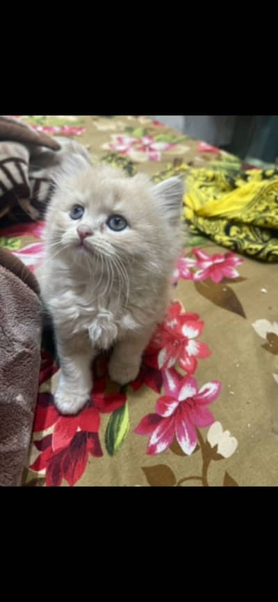 Persian Cat | Persian Kittens | Triple Coated Kittens For Sale