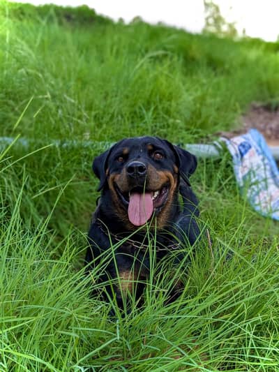 Rottweiler Female