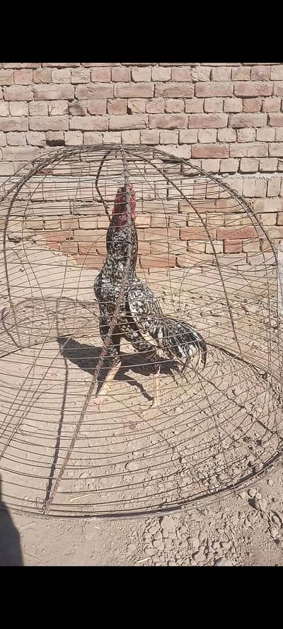 HMy home hatch  cheena patha for sale