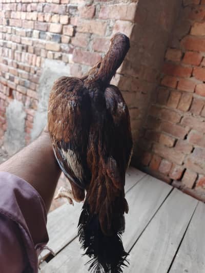 pure Asel good quality main