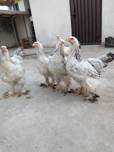 brahma chicks 3 months old, 2 male 3 females