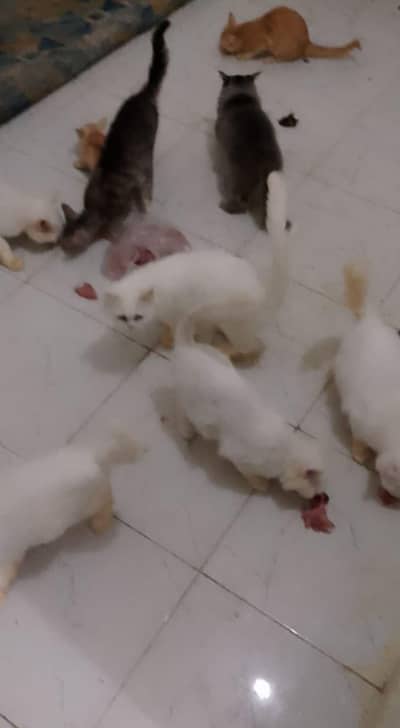 Persian cat for sale