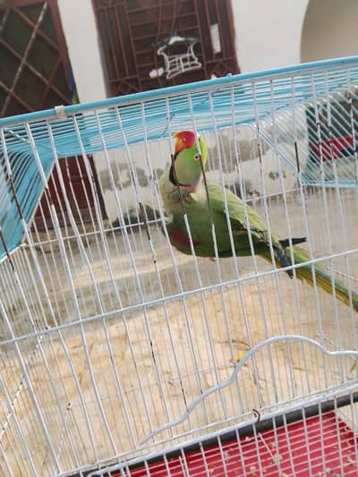 raw parrot for sale