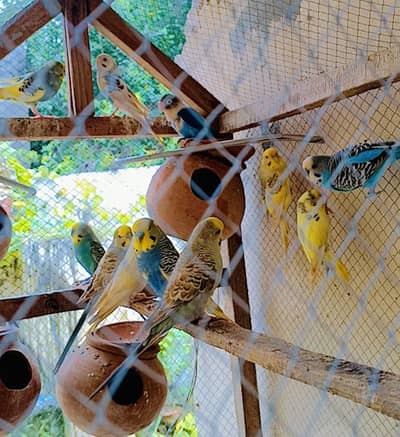 3 confirm breeder pair available