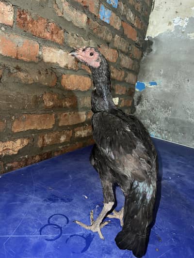 Jis bhai ko pachan ho or pata ho wo he rahbta kara