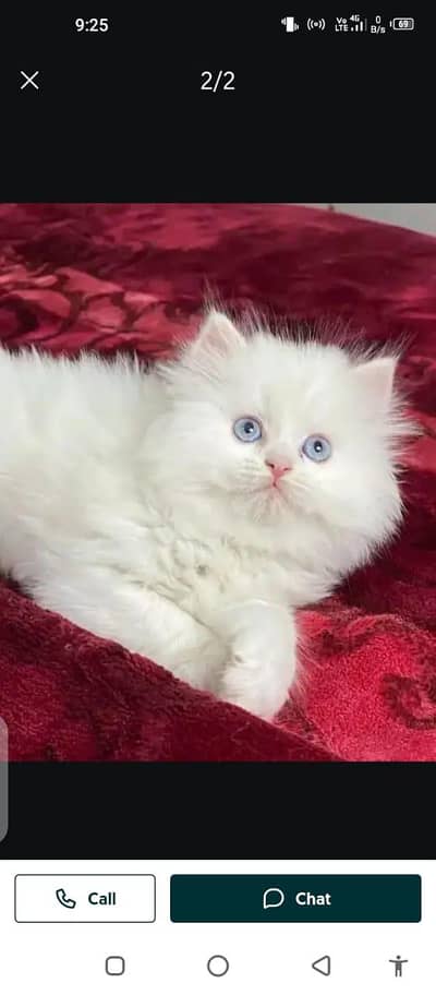 Persian cat for sale male or female my WhatsApp 0321=4351=839