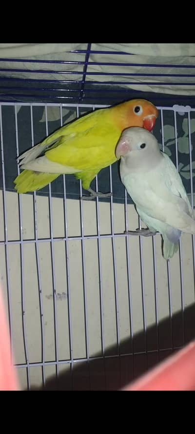 Lotino X Albino Pair