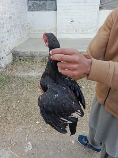 yah mere pass pattha hai