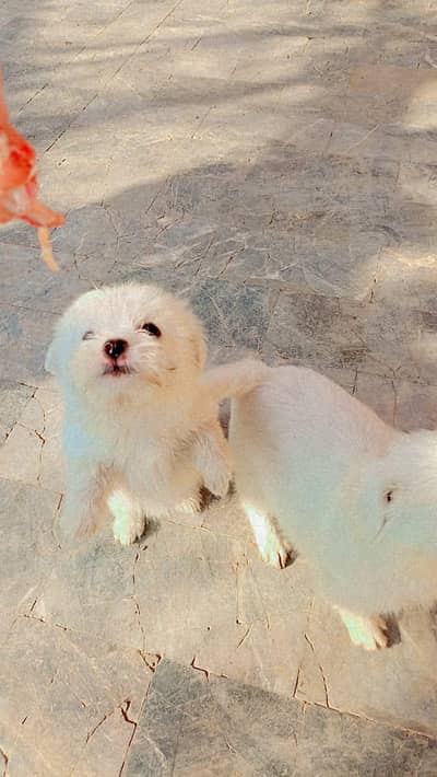 Happy Christmas Deal  Female Puppy for Sale Pyari si Fem