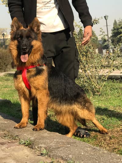 German Shepherd long coated female 5 month for sale