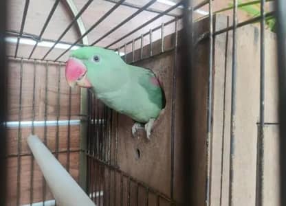 kashmiri parrot information WhatsApp 0323==========3415============963