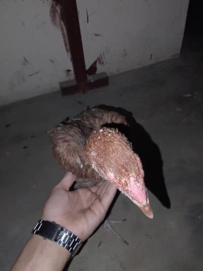 aseel murghi mianwali breed best breed for female hens