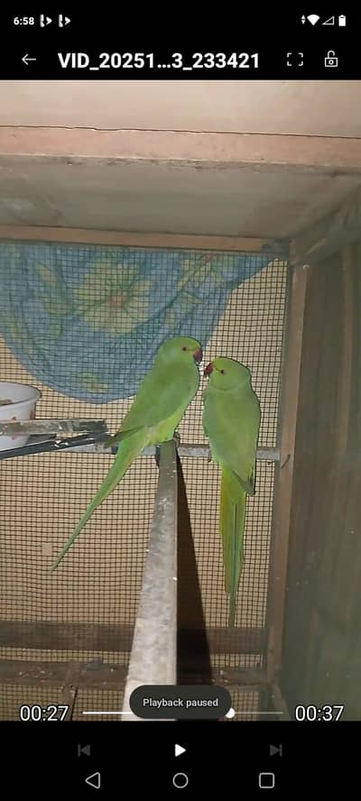 green neck parrot sale krne hain cage alag se hai 2000 ka big wala
