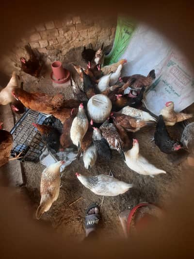 ande wali golden mirsri murghiya for sale e