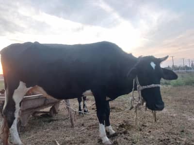 1 cow for sale 8 month pregnat