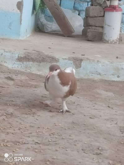 sherazi pigeons ka  bacha hain